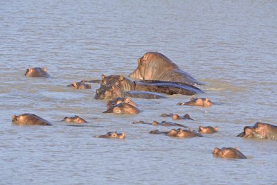 Hippopotamus-011413-Mara River, Maasai Mara National Reserve, Kenya-#4415.jpg