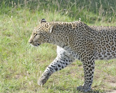 Leopard, Head-011413-Maasai Mara National Reserve, Kenya-#3808.jpg