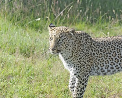 Leopard, Head-011413-Maasai Mara National Reserve, Kenya-#3811.jpg