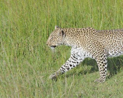Leopard, Head-011413-Maasai Mara National Reserve, Kenya-#4067.jpg