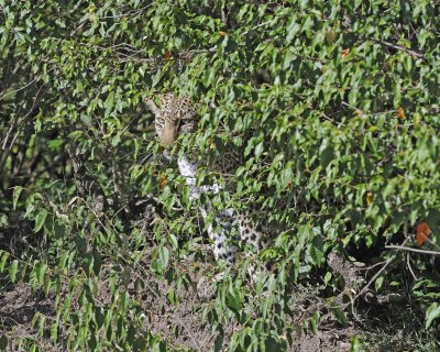 Leopard, in brush-011413-Maasai Mara National Reserve, Kenya-#3733.jpg