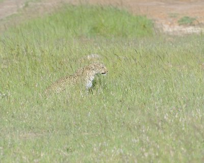 Leopard, in grass-011413-Maasai Mara National Reserve, Kenya-#3856.jpg