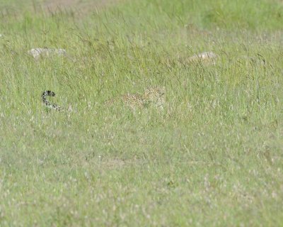 Leopard, in grass-011413-Maasai Mara National Reserve, Kenya-#3869.jpg