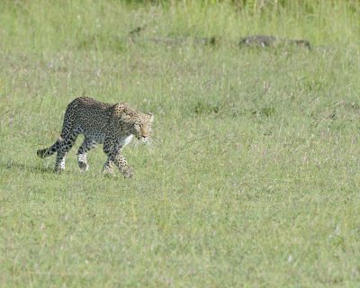 Leopard, in grass-011413-Maasai Mara National Reserve, Kenya-#3946.jpg