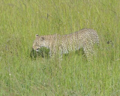 Leopard, in grass-011413-Maasai Mara National Reserve, Kenya-#4040.jpg