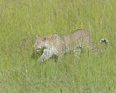 Leopard, in grass-011413-Maasai Mara National Reserve, Kenya-#4043.jpg
