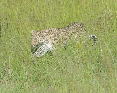 Leopard, in grass-011413-Maasai Mara National Reserve, Kenya-#4054.jpg