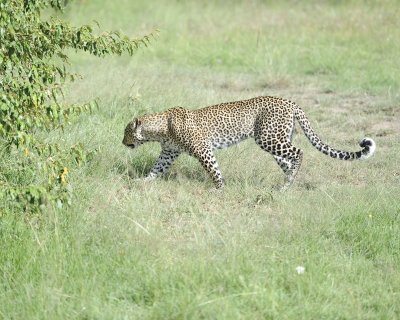 Leopard-011413-Maasai Mara National Reserve, Kenya-#3643.jpg