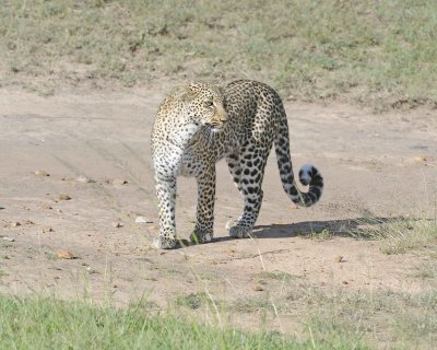 Leopard-011413-Maasai Mara National Reserve, Kenya-#3774.jpg