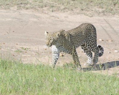 Leopard-011413-Maasai Mara National Reserve, Kenya-#3790.jpg
