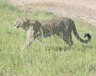 Leopard-011413-Maasai Mara National Reserve, Kenya-#3796.jpg