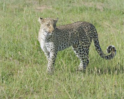 Leopard-011413-Maasai Mara National Reserve, Kenya-#3800.jpg