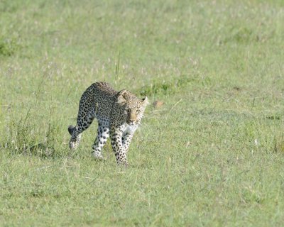 Leopard-011413-Maasai Mara National Reserve, Kenya-#3956.jpg