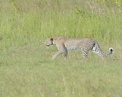 Leopard-011413-Maasai Mara National Reserve, Kenya-#4141.jpg