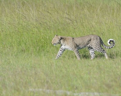Leopard-011413-Maasai Mara National Reserve, Kenya-#4148.jpg