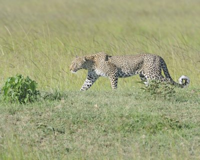Leopard-011413-Maasai Mara National Reserve, Kenya-#4183.jpg