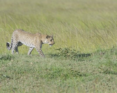 Leopard-011413-Maasai Mara National Reserve, Kenya-#4191.jpg