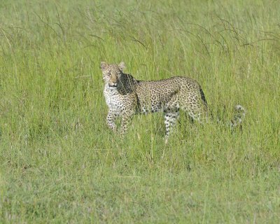 Leopard-011413-Maasai Mara National Reserve, Kenya-#4269.jpg
