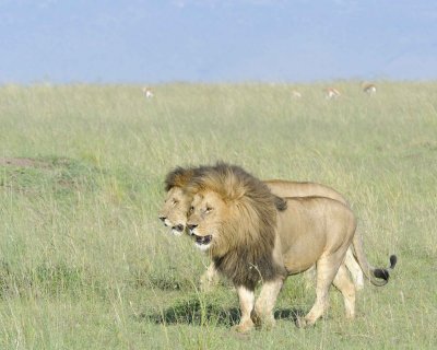 Lion, 2 Males-011413-Maasai Mara National Reserve, Kenya-#1570.jpg