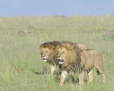 Lion, 2 Males-011413-Maasai Mara National Reserve, Kenya-#1581.jpg