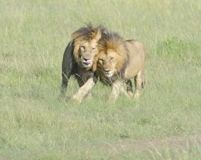 Lion, 2 Males-011413-Maasai Mara National Reserve, Kenya-#1722.jpg