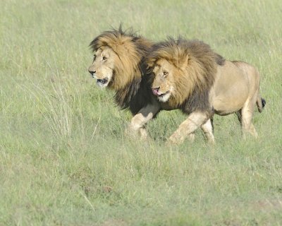 Lion, 2 Males-011413-Maasai Mara National Reserve, Kenya-#1724.jpg