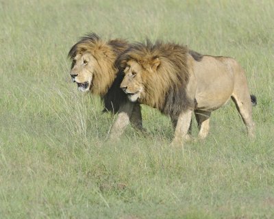 Lion, 2 Males-011413-Maasai Mara National Reserve, Kenya-#1726.jpg