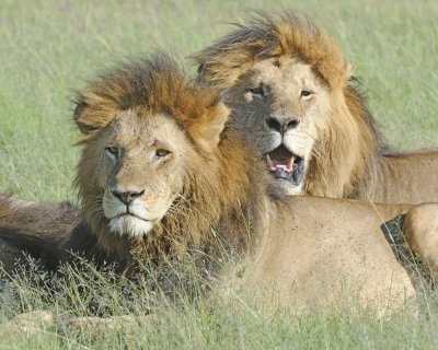 Lion, 2 Males-011413-Maasai Mara National Reserve, Kenya-#1933.jpg
