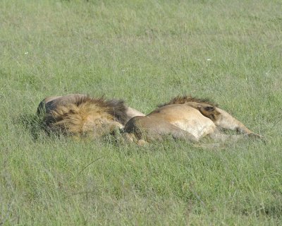 Lion, 2 Males-011413-Maasai Mara National Reserve, Kenya-#2025.jpg