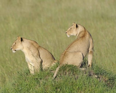 Lion, 2-011413-Maasai Mara National Reserve, Kenya-#1009.jpg