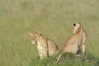 Lion, 2-011413-Maasai Mara National Reserve, Kenya-#1045.jpg