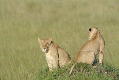 Lion, 2-011413-Maasai Mara National Reserve, Kenya-#1046.jpg