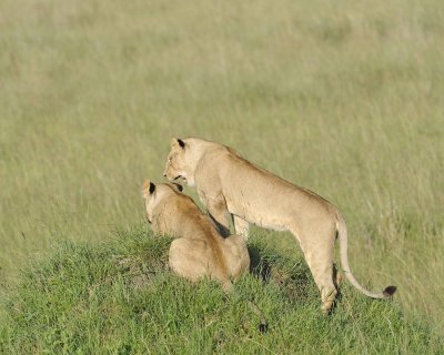 Lion, 2-011413-Maasai Mara National Reserve, Kenya-#1102.jpg
