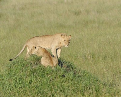 Lion, 2-011413-Maasai Mara National Reserve, Kenya-#1142.jpg