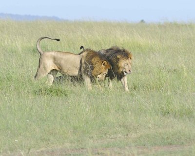 Lion, 3 Males-011413-Maasai Mara National Reserve, Kenya-#1666.jpg