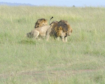 Lion, 3 Males-011413-Maasai Mara National Reserve, Kenya-#1680.jpg