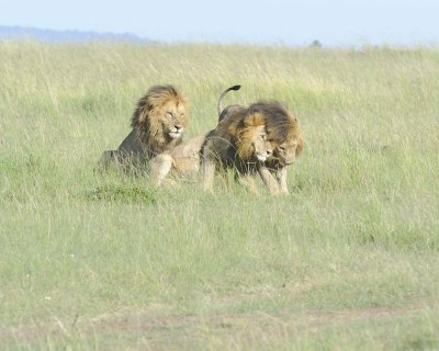Lion, 3 Males-011413-Maasai Mara National Reserve, Kenya-#1682.jpg