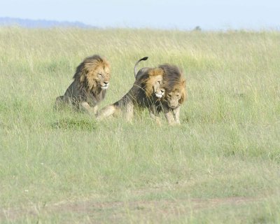Lion, 3 Males-011413-Maasai Mara National Reserve, Kenya-#1683.jpg