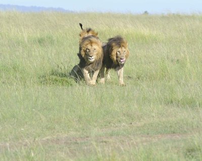 Lion, 3 Males-011413-Maasai Mara National Reserve, Kenya-#1688.jpg
