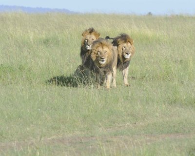 Lion, 3 Males-011413-Maasai Mara National Reserve, Kenya-#1692.jpg