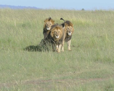 Lion, 3 Males-011413-Maasai Mara National Reserve, Kenya-#1693.jpg