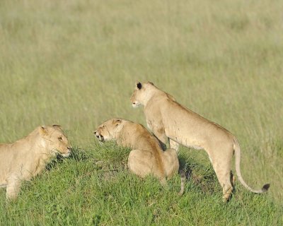 Lion, 3-011413-Maasai Mara National Reserve, Kenya-#1131.jpg