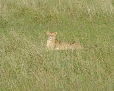 Lion, Female-011413-Maasai Mara National Reserve, Kenya-#1287.jpg