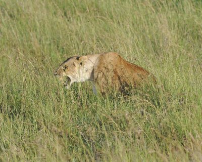 Lion, Female-011413-Maasai Mara National Reserve, Kenya-#1347.jpg