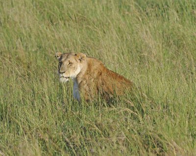 Lion, Female-011413-Maasai Mara National Reserve, Kenya-#1350.jpg