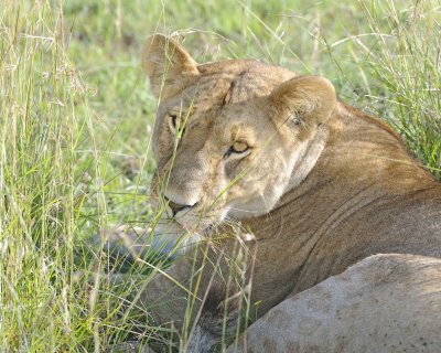 Lion, Female-011413-Maasai Mara National Reserve, Kenya-#1487.jpg