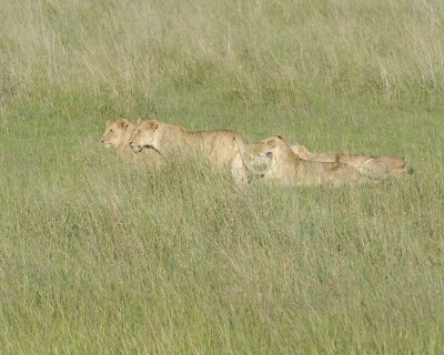 Lion, Females-011413-Maasai Mara National Reserve, Kenya-#1394.jpg