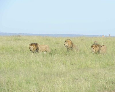 Lion, Male, 3-011413-Maasai Mara National Reserve, Kenya-#0103.jpg