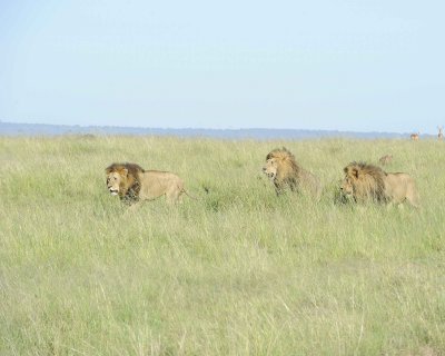 Lion, Male, 3-011413-Maasai Mara National Reserve, Kenya-#0104.jpg