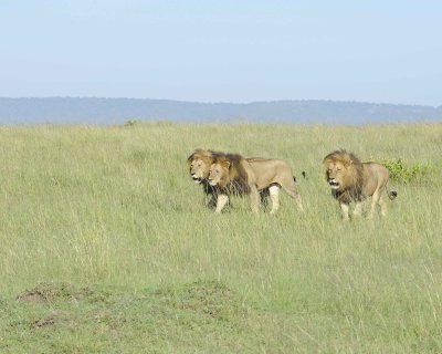 Lion, Male, 3-011413-Maasai Mara National Reserve, Kenya-#0108.jpg